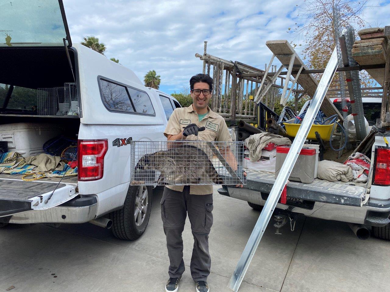 Springfield raccoon trapping